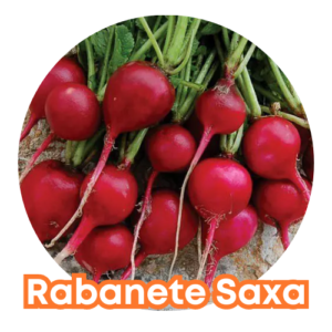 Semente Rabanete Saxa 5g - Isla