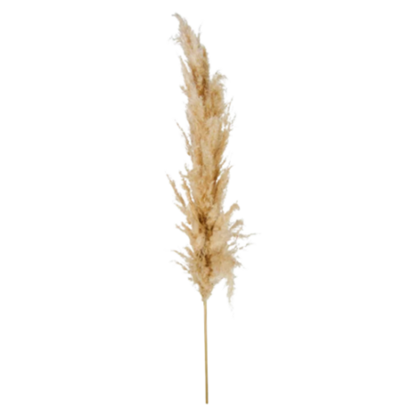 Flor Desidratada Capim Dos Pampas