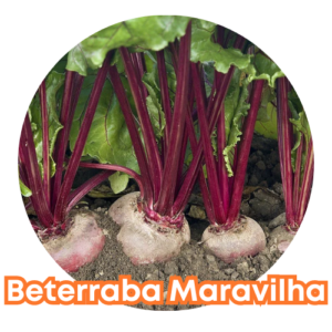 Semente Beterraba Maravilha 5g - Isla